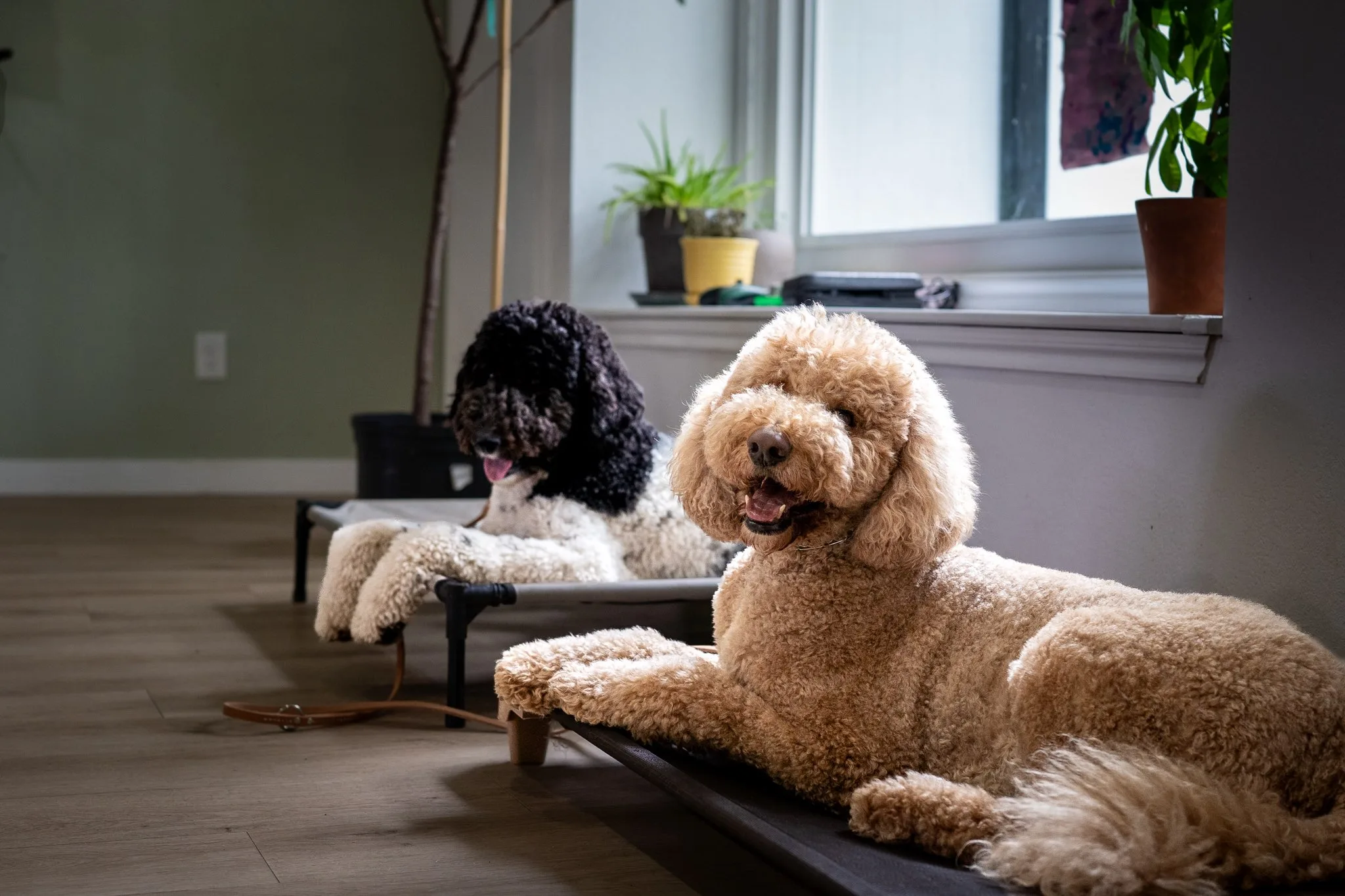 Two Caliber K9 dogs calmly holding place in a home