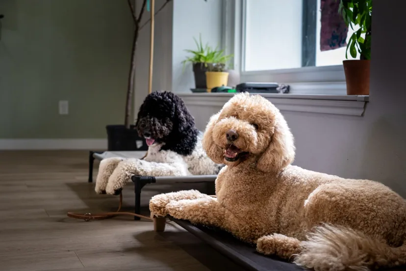Two Caliber K9 dogs calmly holding place in a home